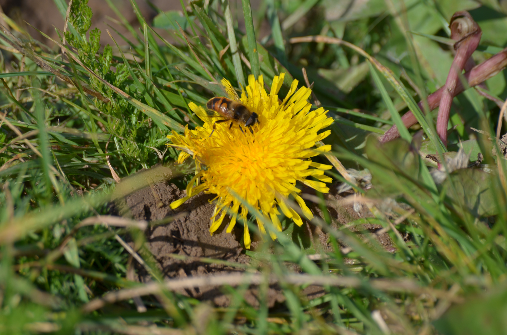 Biene auf der Blume