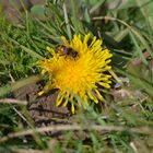 Biene auf der Blume