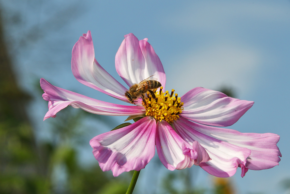 Biene auf der Blume