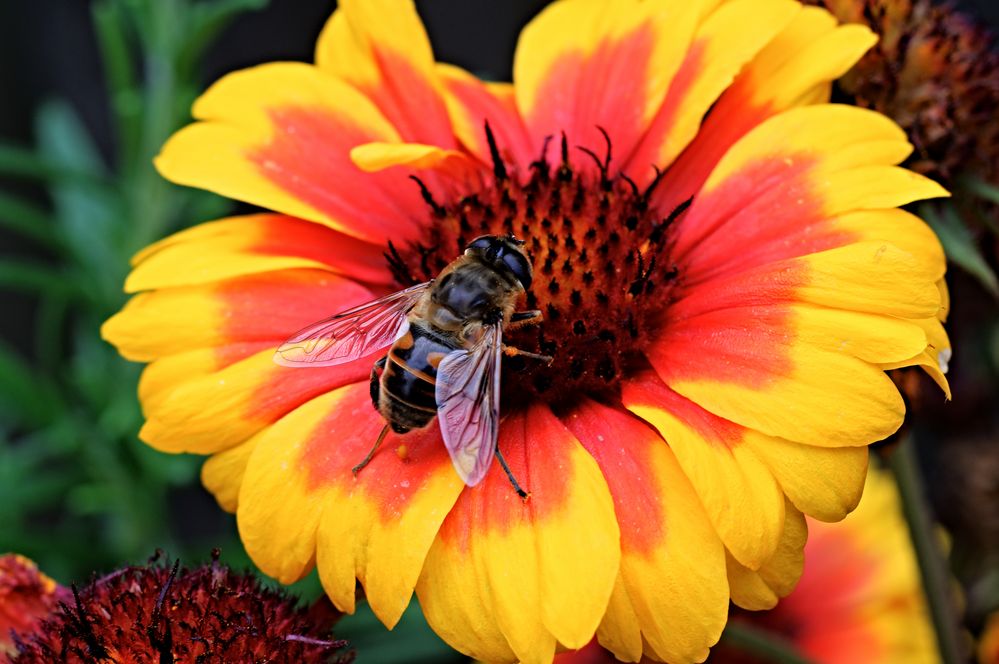 Biene auf der Blume Foto & Bild makro, natur, blumen Bilder auf
