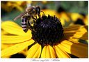 Biene auf der Blume von Thomas Leib 