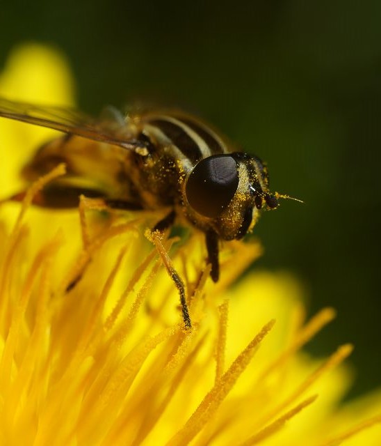 Biene auf der Blume