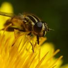 Biene auf der Blume