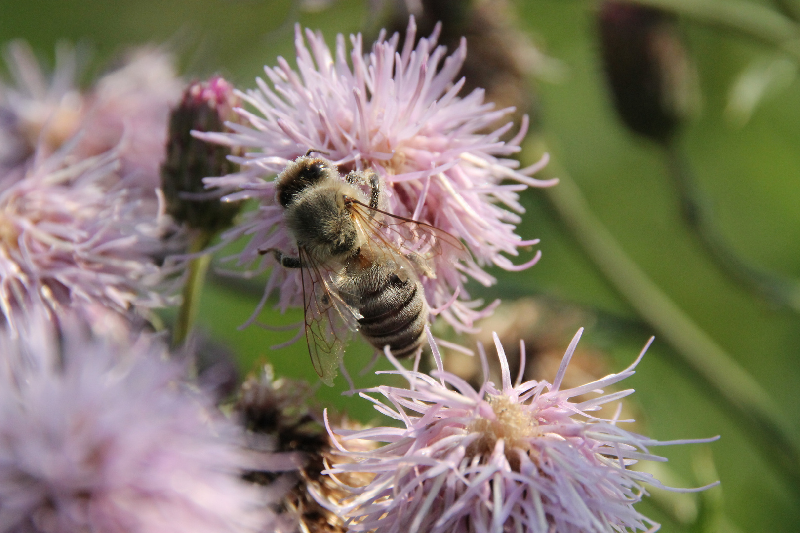 Biene auf der Blume Foto & Bild fotos, makro, bäume Biene auf der Blume Foto & Bild fotos, makro, bäume