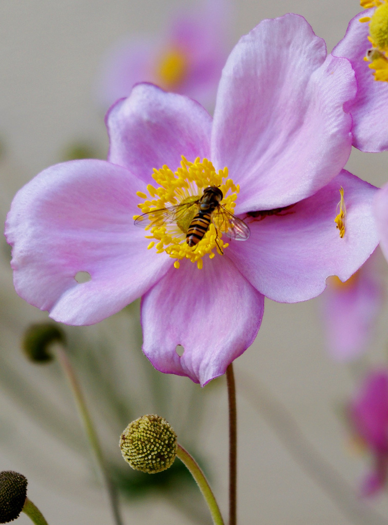 Biene auf der Blume