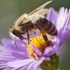 Biene auf der Blume