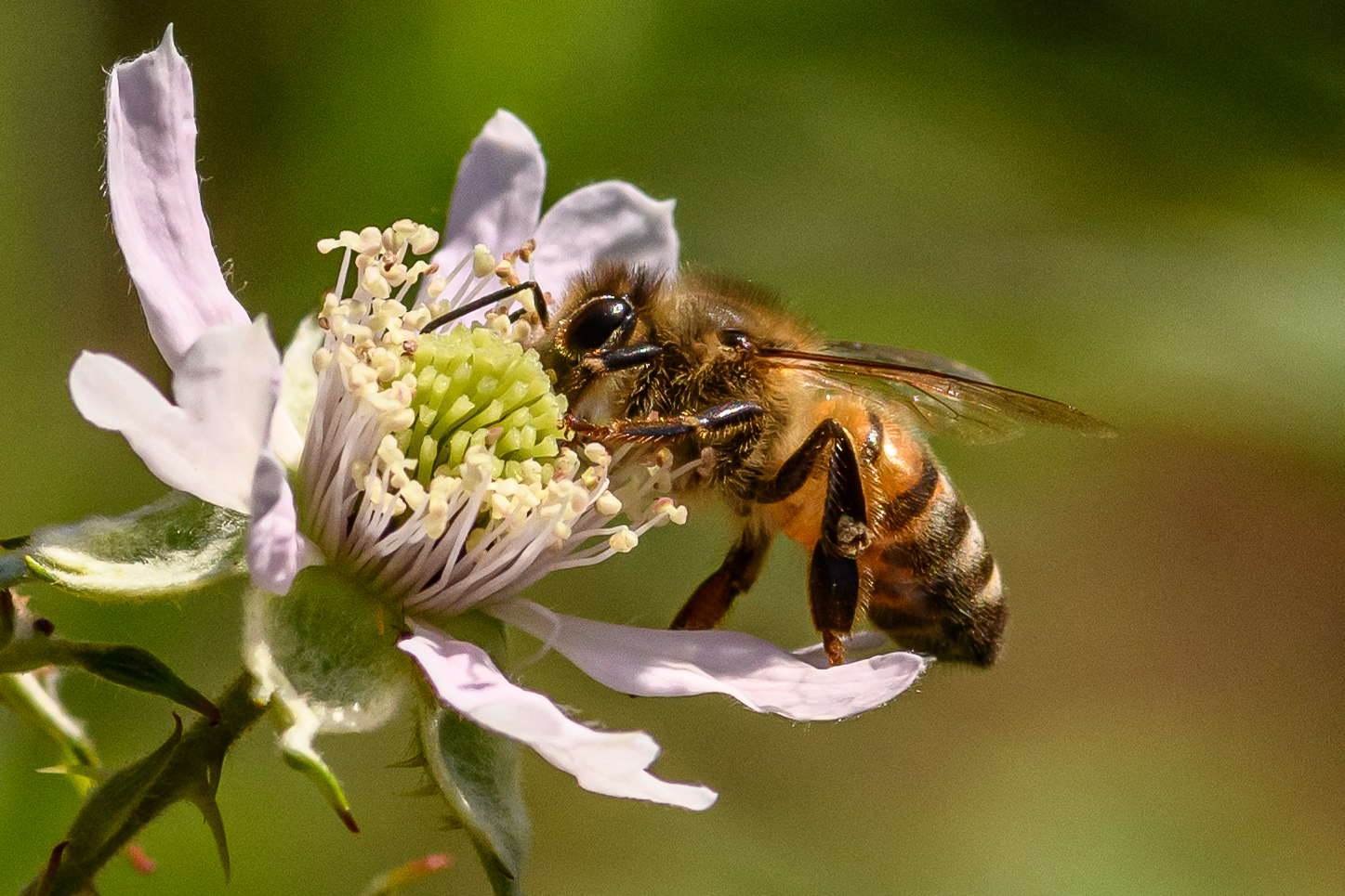 Biene auf der Brombeerblüte