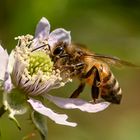 Biene auf der Brombeerblüte