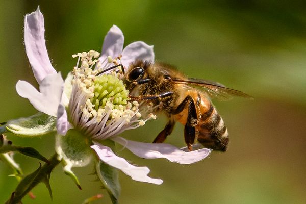 Biene auf der Brombeerblüte