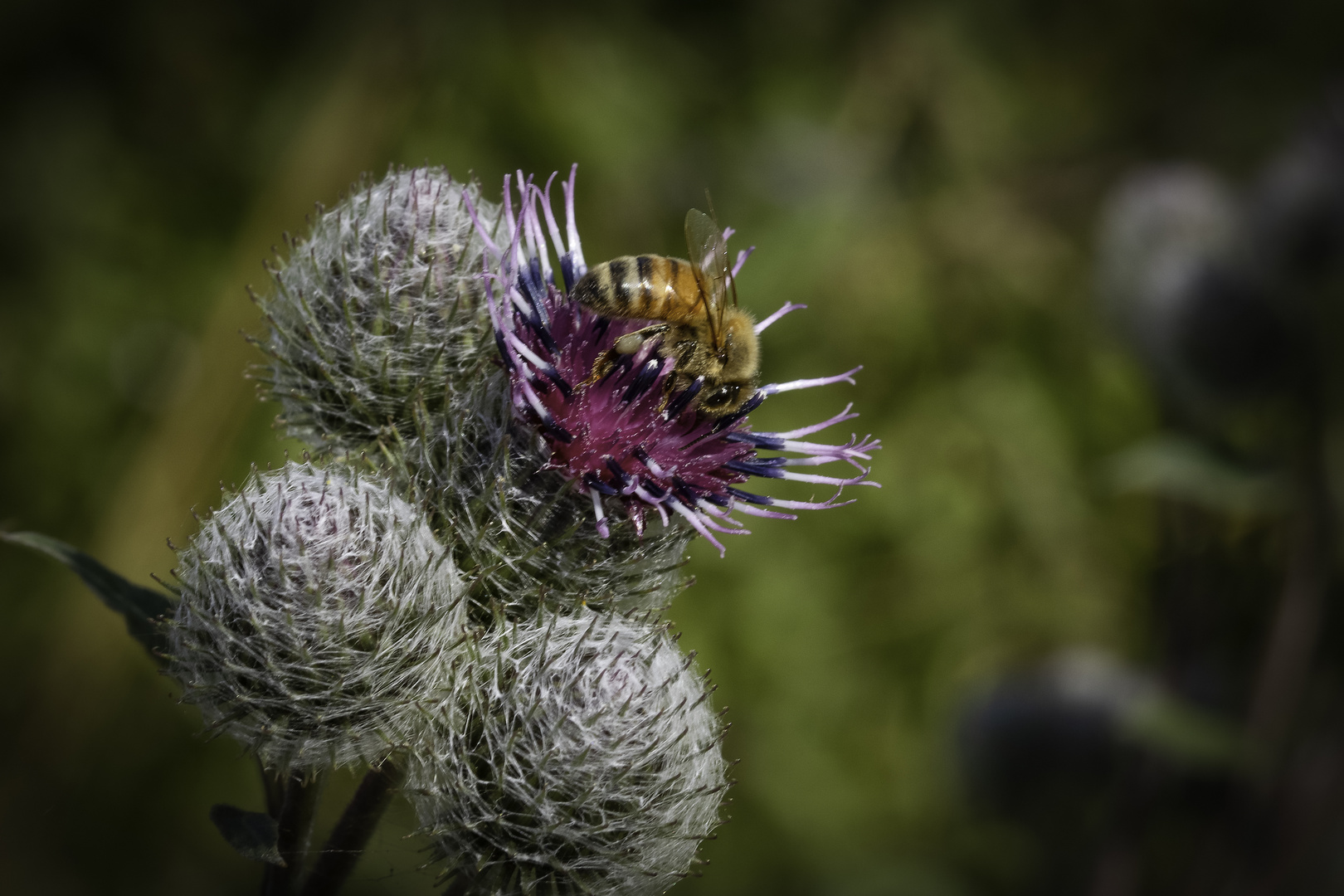 Biene auf der Distelblüte_MG_0929