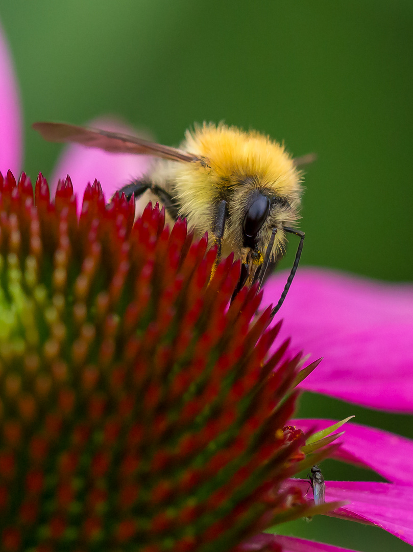 Biene auf der Echinacea