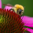 Biene auf der Echinacea