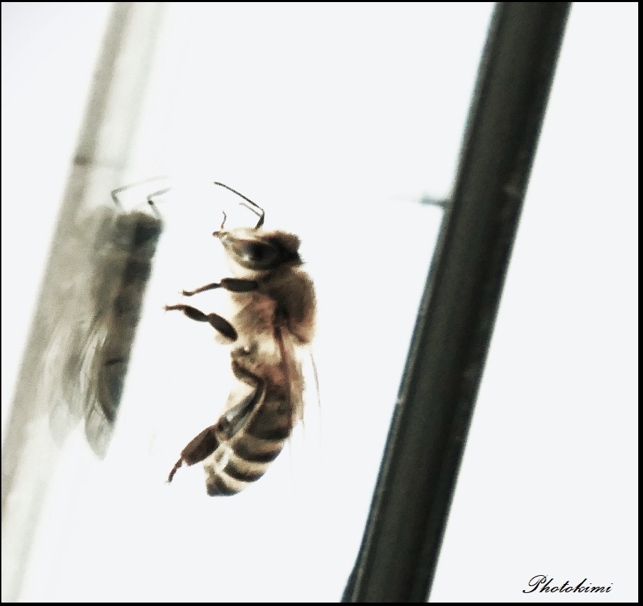 Biene auf der Fensterscheibe