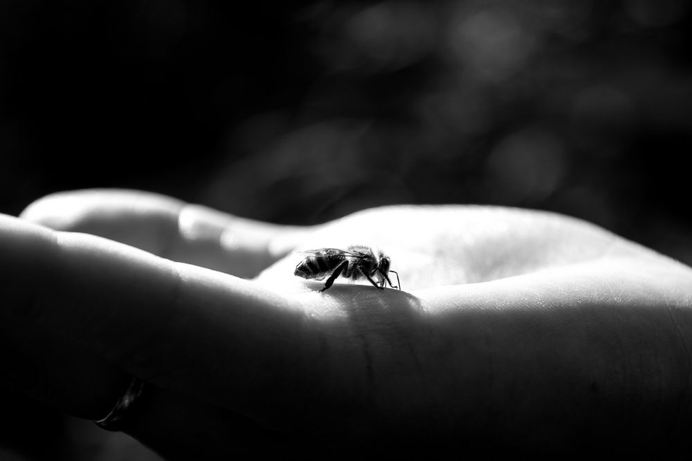 biene auf der hand