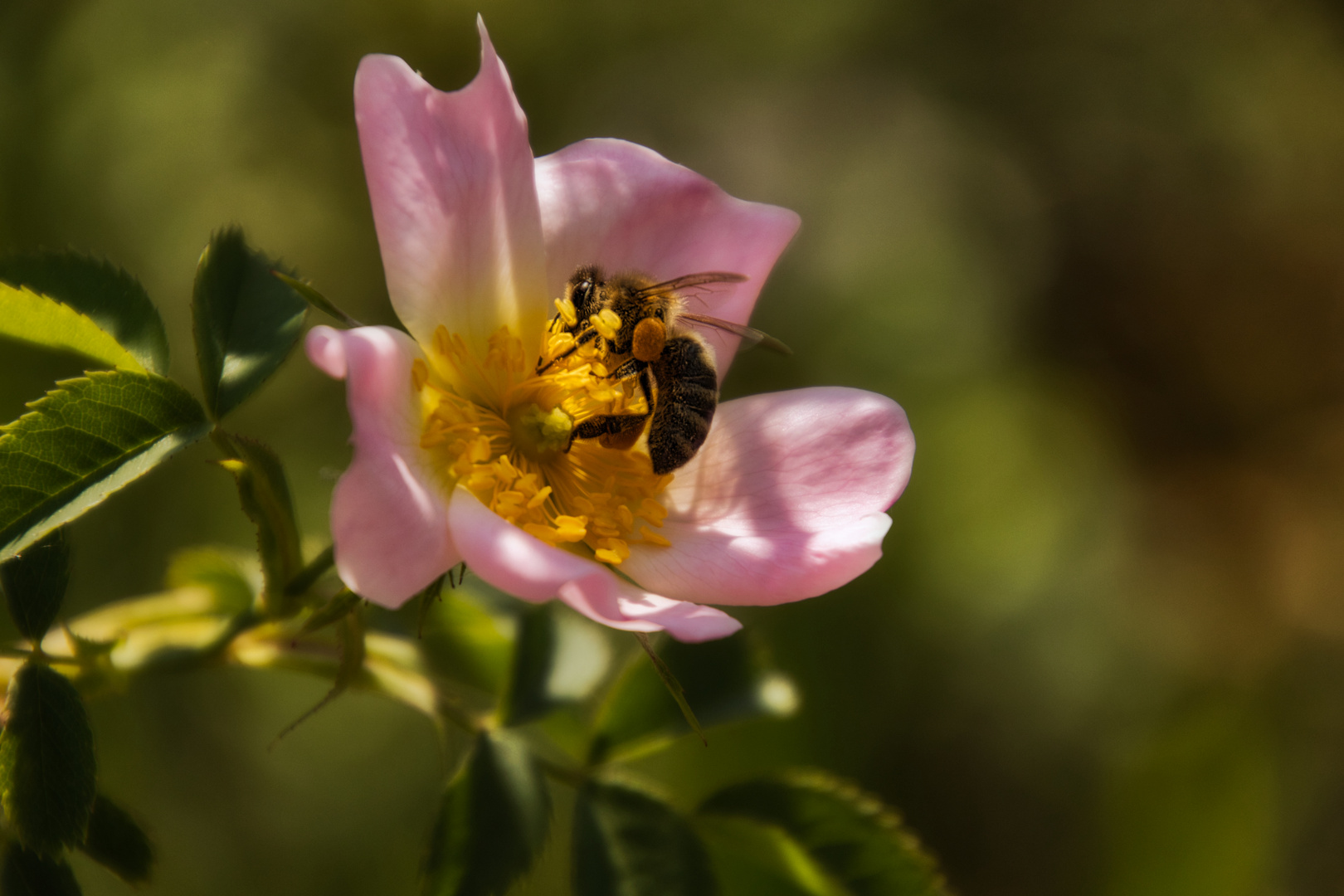 Biene auf der Heckenrose