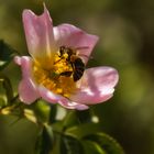 Biene auf der Heckenrose