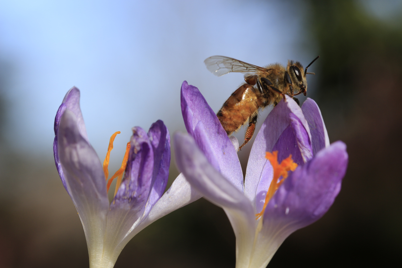 Biene auf der Krokus