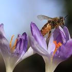 Biene auf der Krokus