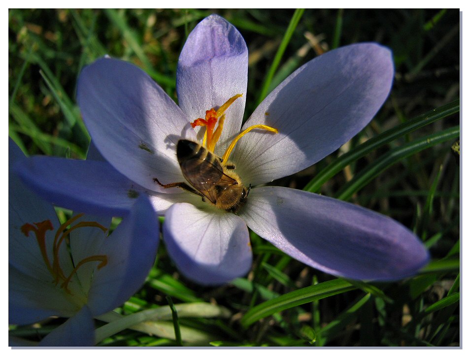 Biene auf der Krokusblüte