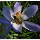 Biene auf der Krokusblüte