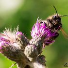 Biene auf der Lauer