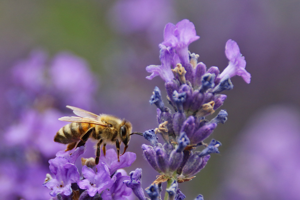Biene auf der Lavendelblüte Foto & Bild tiere, wildlife, insekten