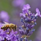 Biene auf der Lavendelblüte