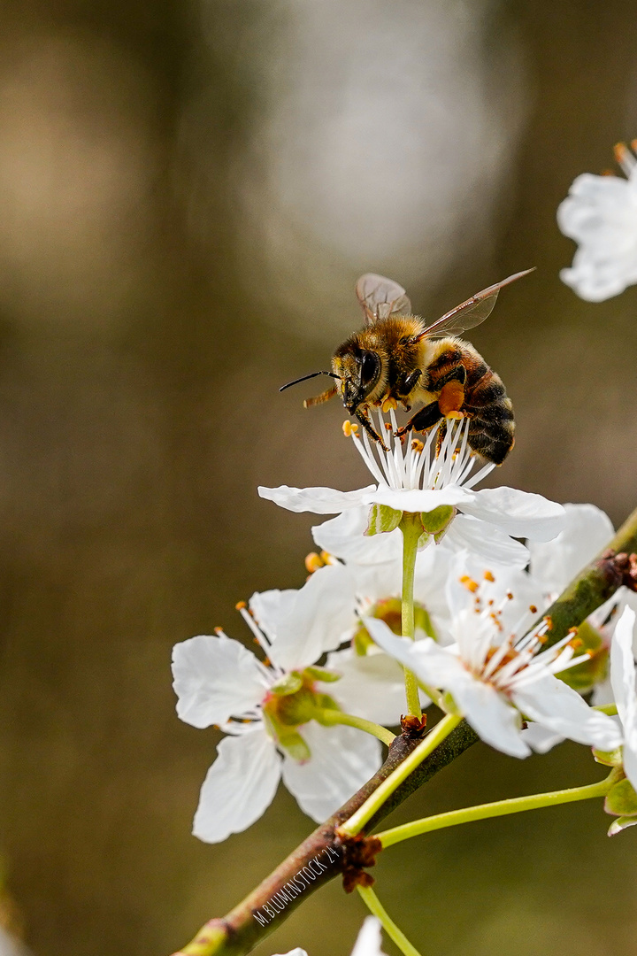 Biene auf der Mirabellenblüte