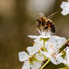 Biene auf der Mirabellenblüte