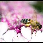 Biene auf der Pirsch