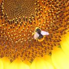 Biene auf der Sonnenblume