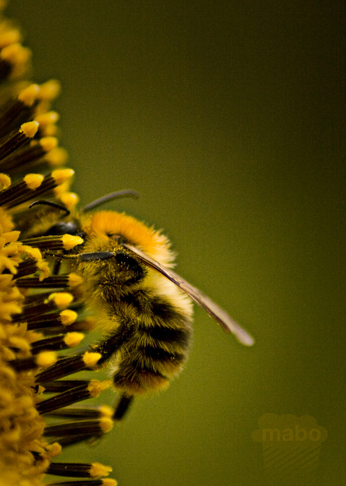 Biene auf der Sonnenblume