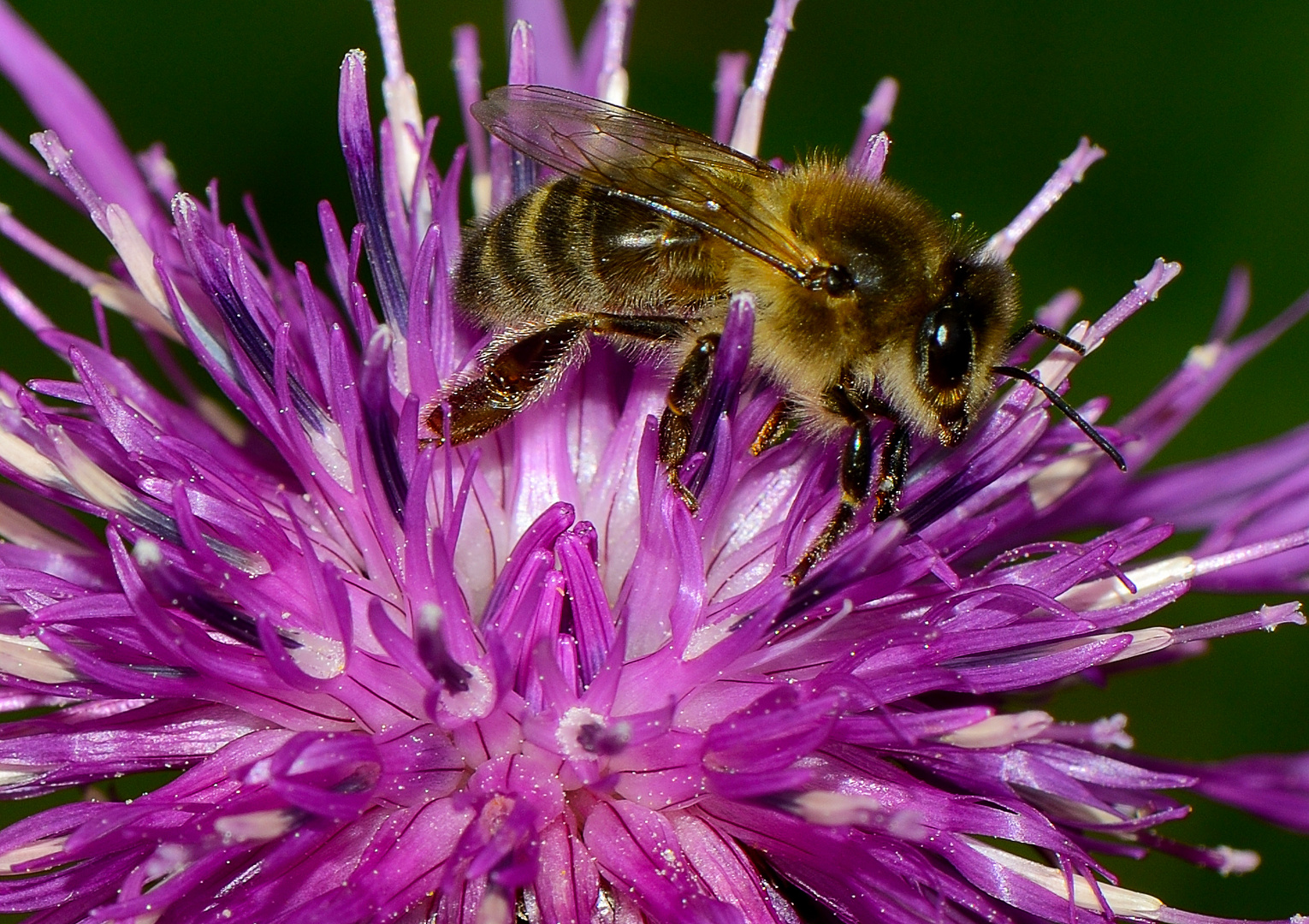 Biene auf der Suche