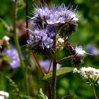 Biene auf der Suche nach Blüten-Nektar