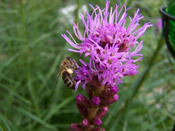 Biene auf der Suche nach Nektar