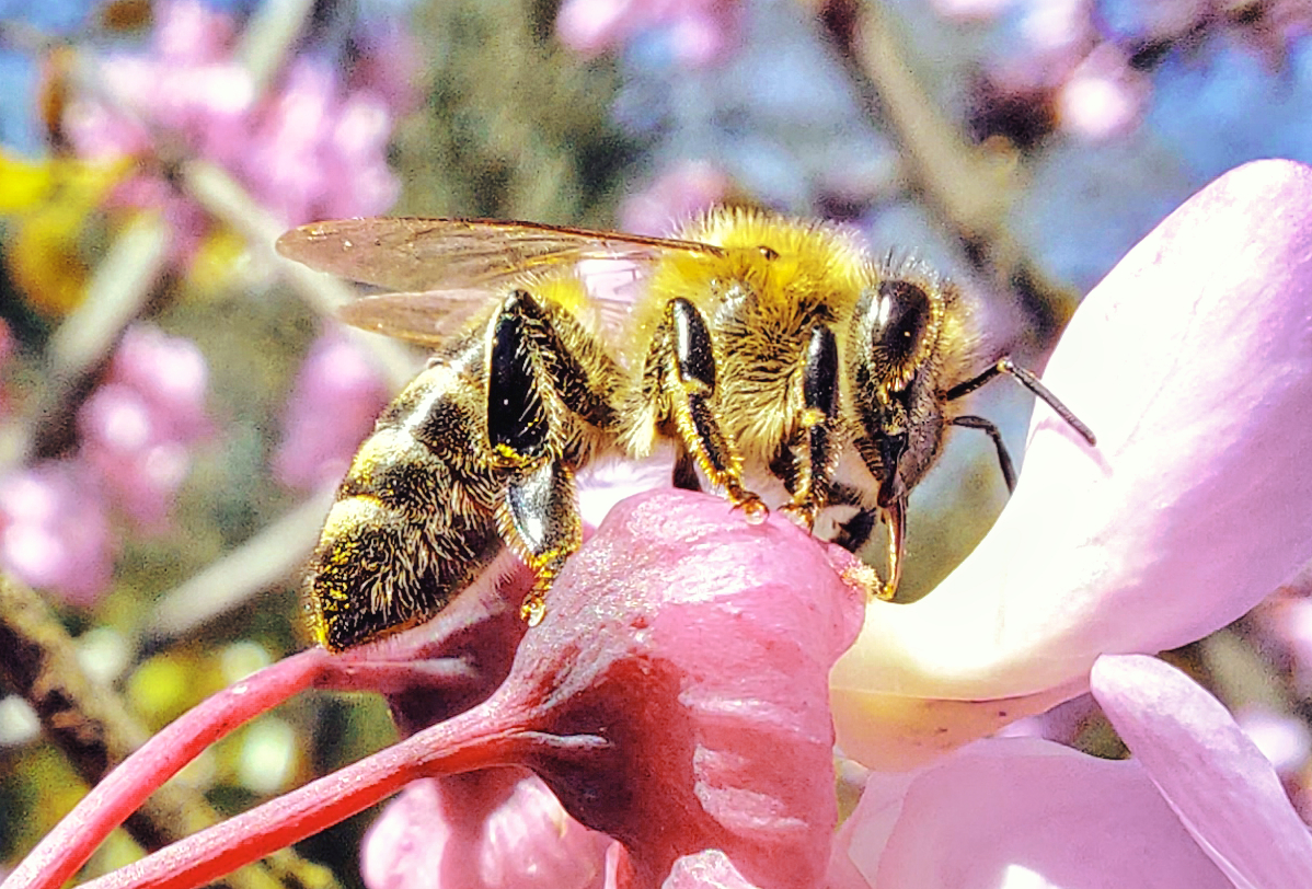 Biene auf der Suche nach Nektar