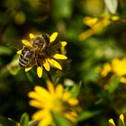 Biene auf der Weide
