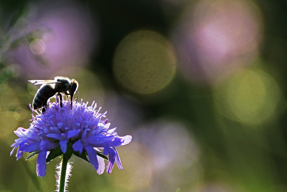 Biene auf der Witwenblume im Gegenlicht