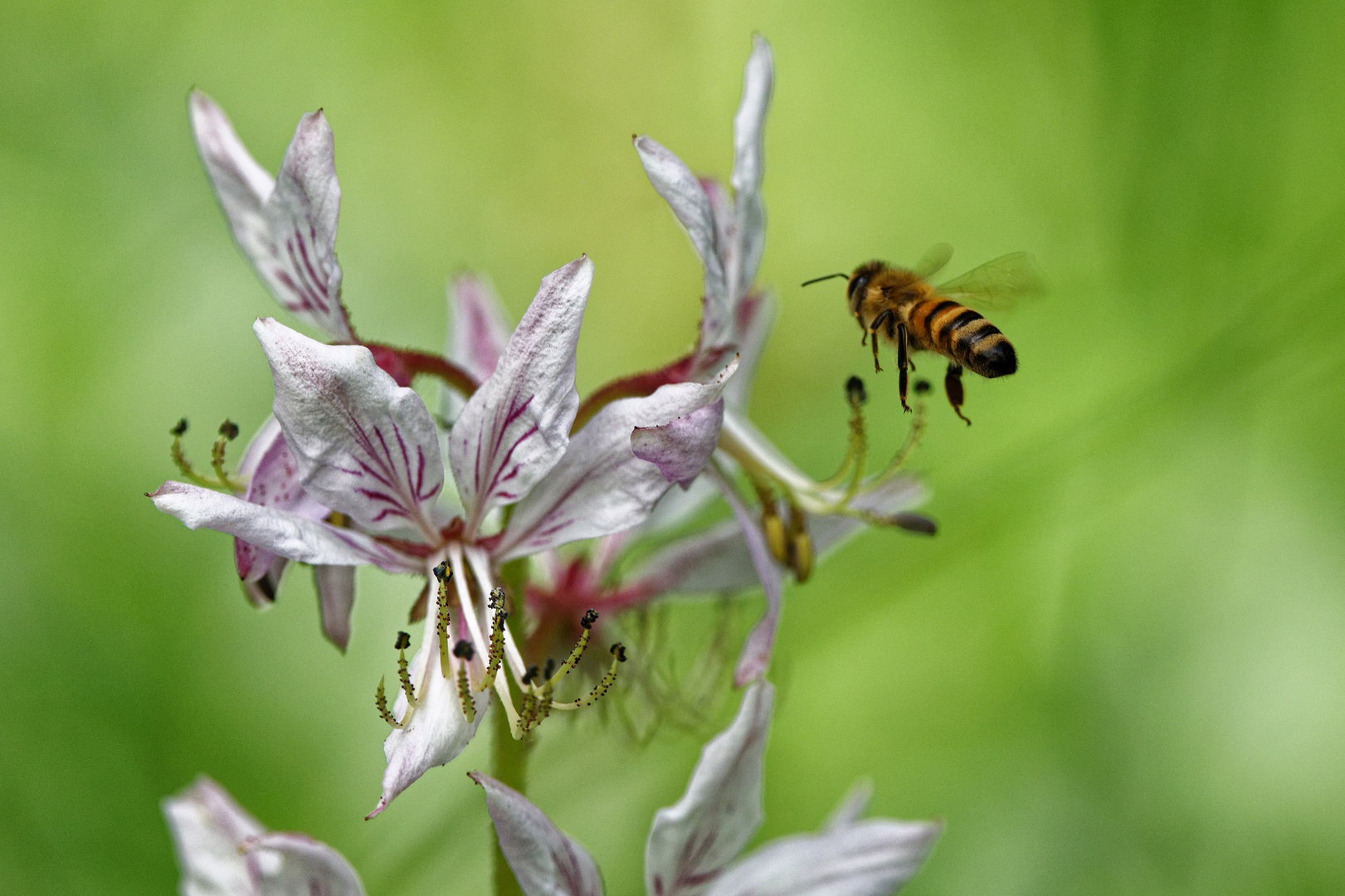 Biene auf Diptam-Anflug (Brennender Busch)