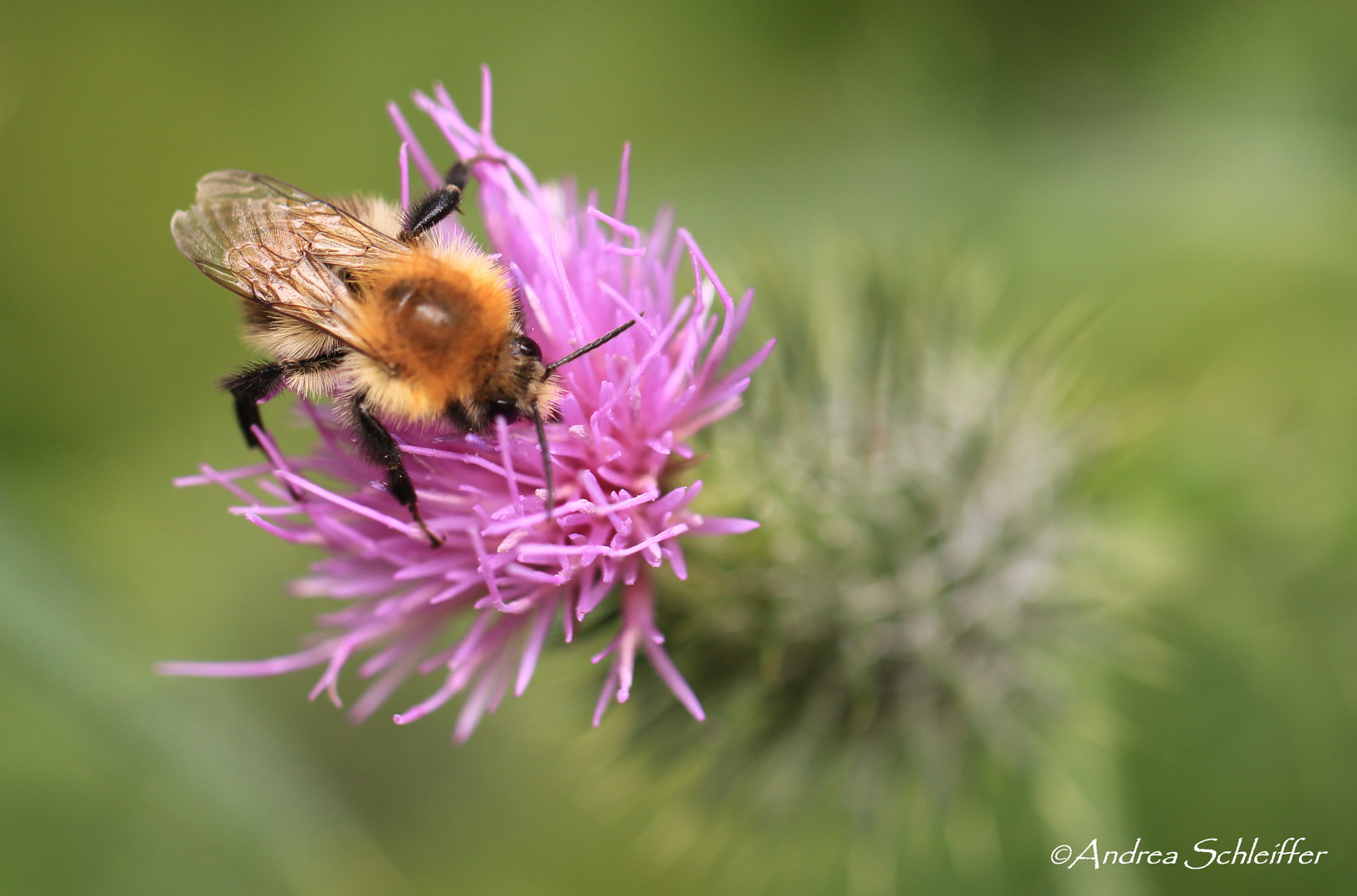 Biene auf Distel