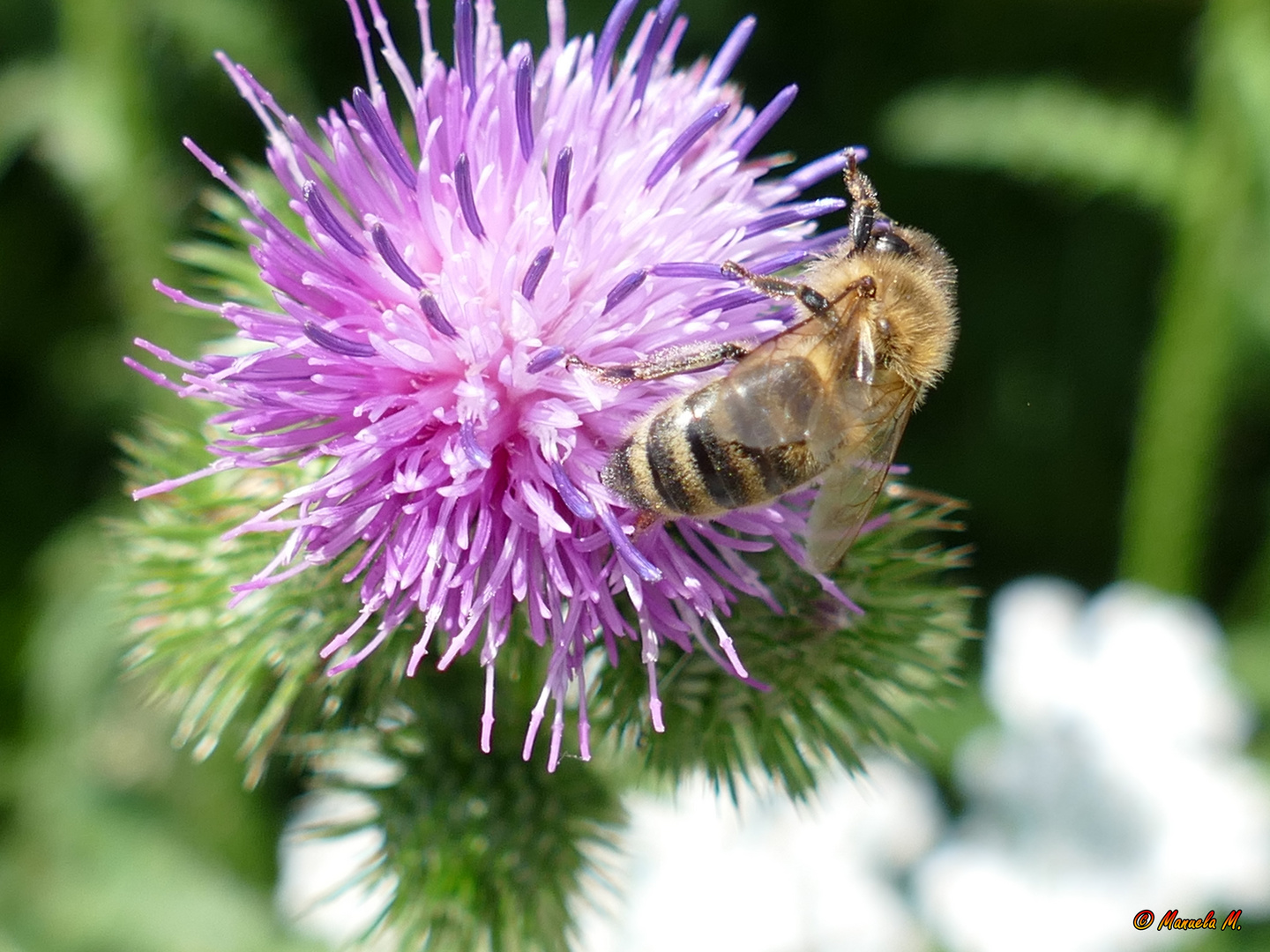 Biene auf Distel