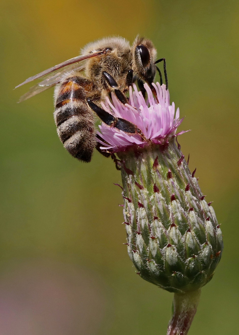 Biene auf Distel