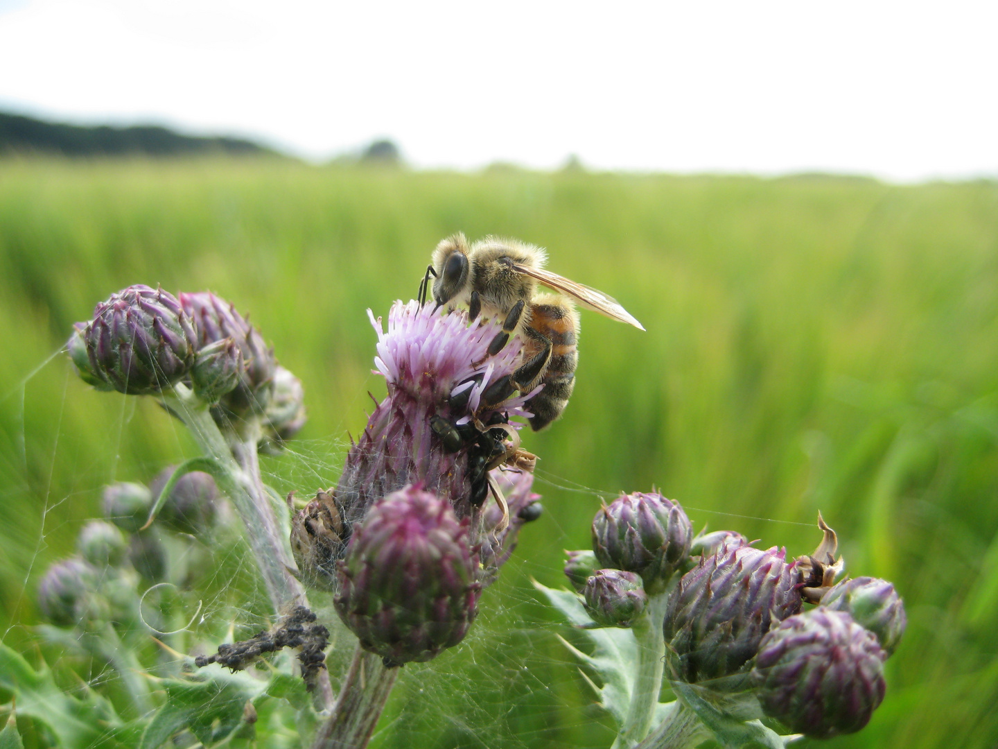 Biene auf Distel