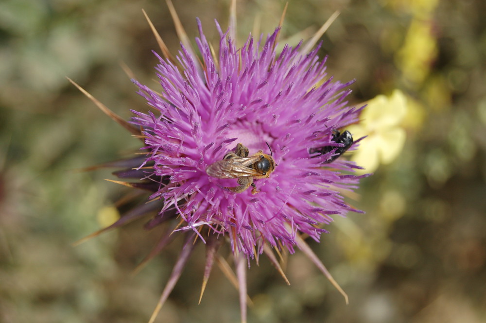 Biene auf Distelblüte