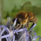 Biene auf Distelblüte