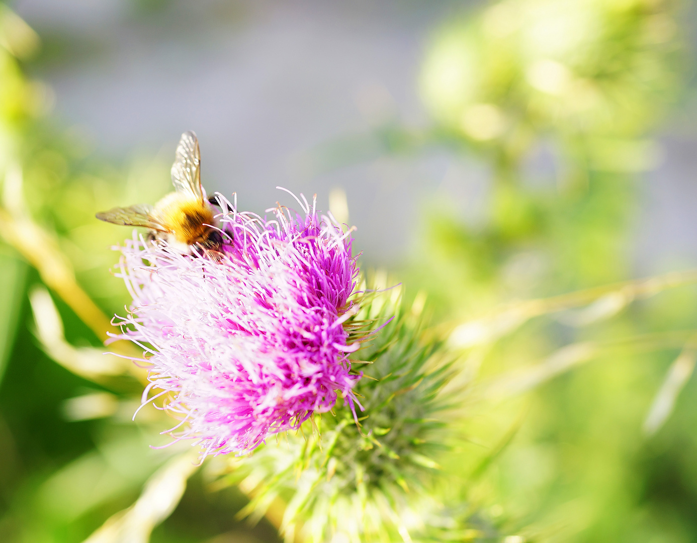 Biene auf Distelblüte