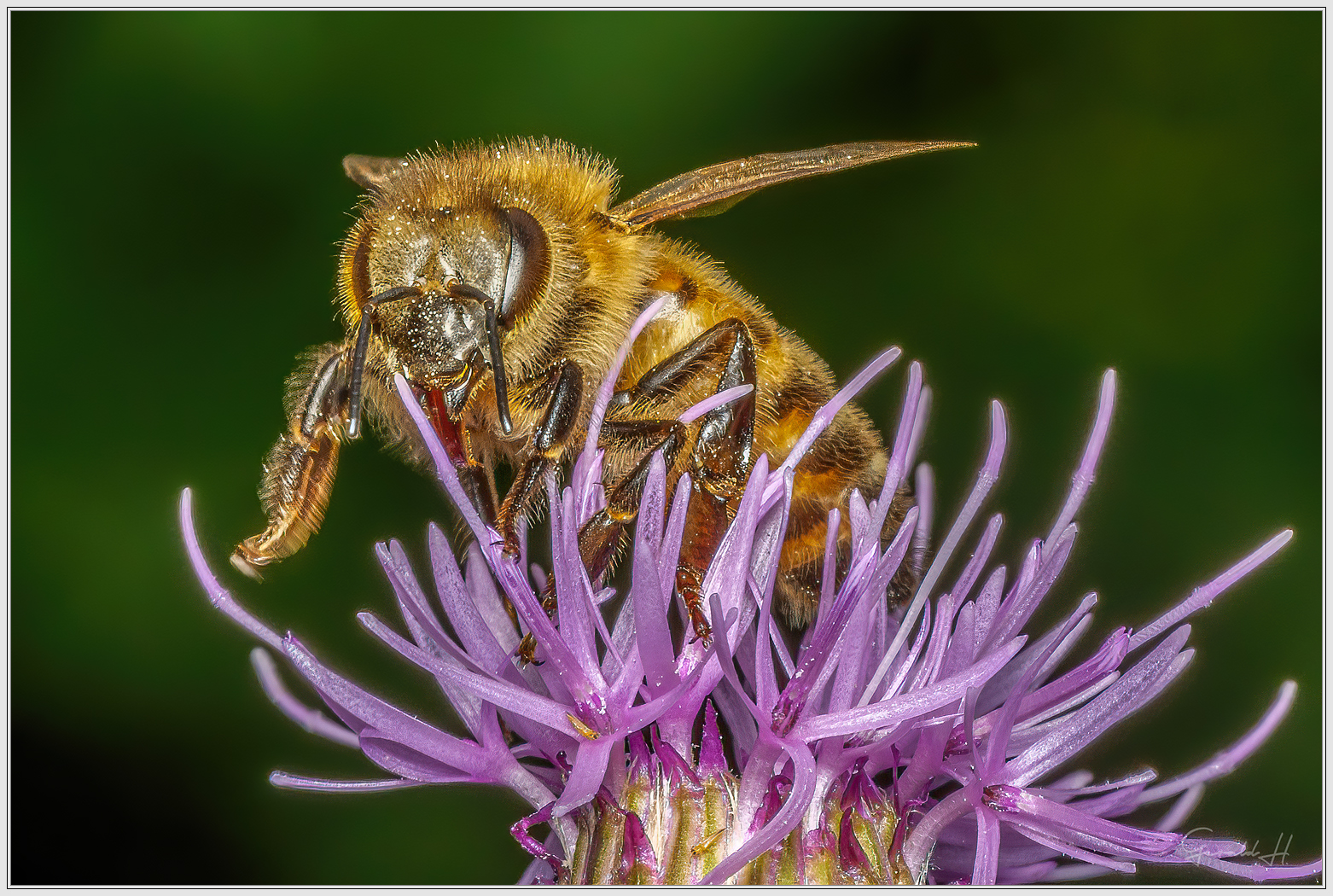 Biene auf Distelblüte