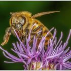 Biene auf Distelblüte