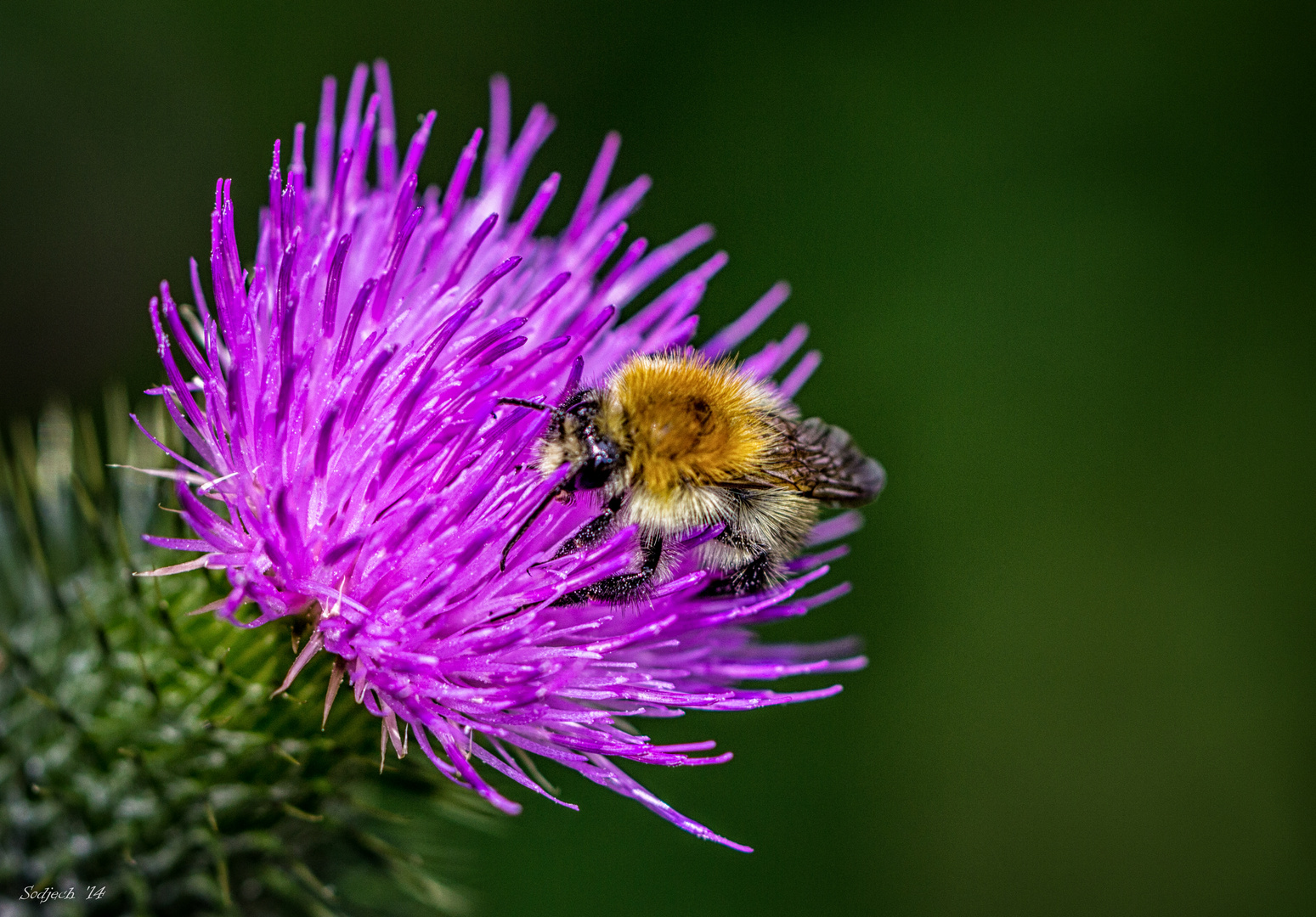 Biene auf Distelblüte