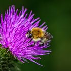 Biene auf Distelblüte